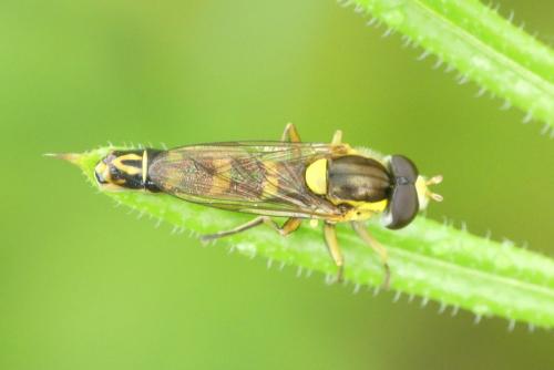 Sphaerophoria scripta